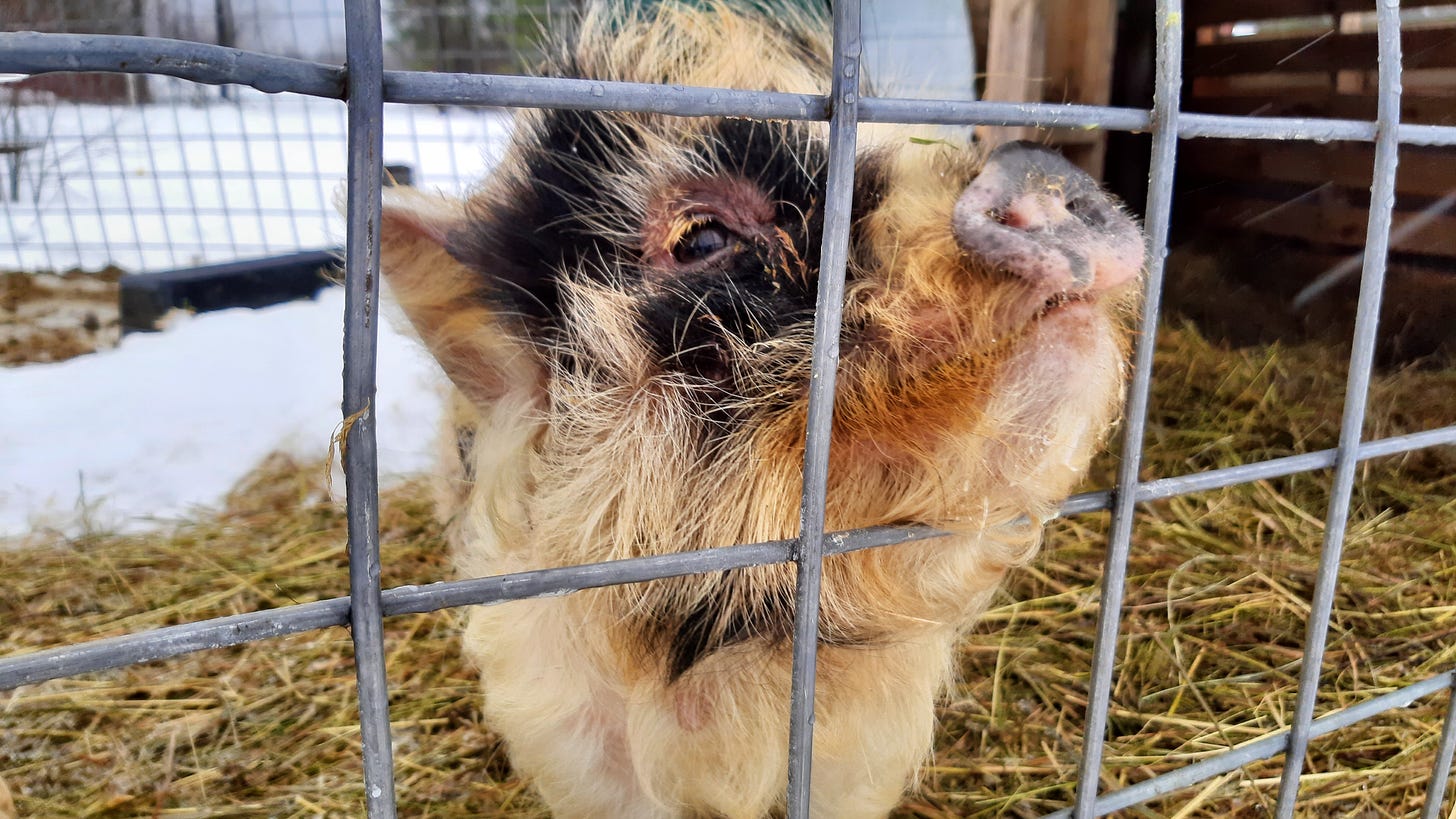 A small pig pushes its nose through the fence at the small, family owned and operated Cook Farm in Owls Head, NY