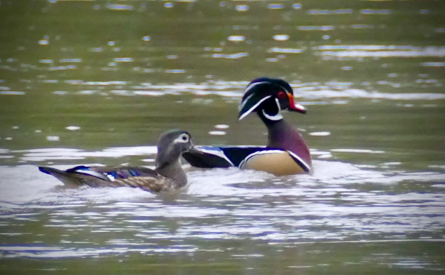Male and female wood duck on the river