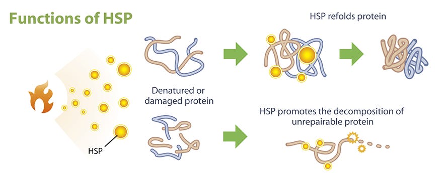 Heat Shock Protein (HSP) | ETAS® | Amino Up Functional Ingredients