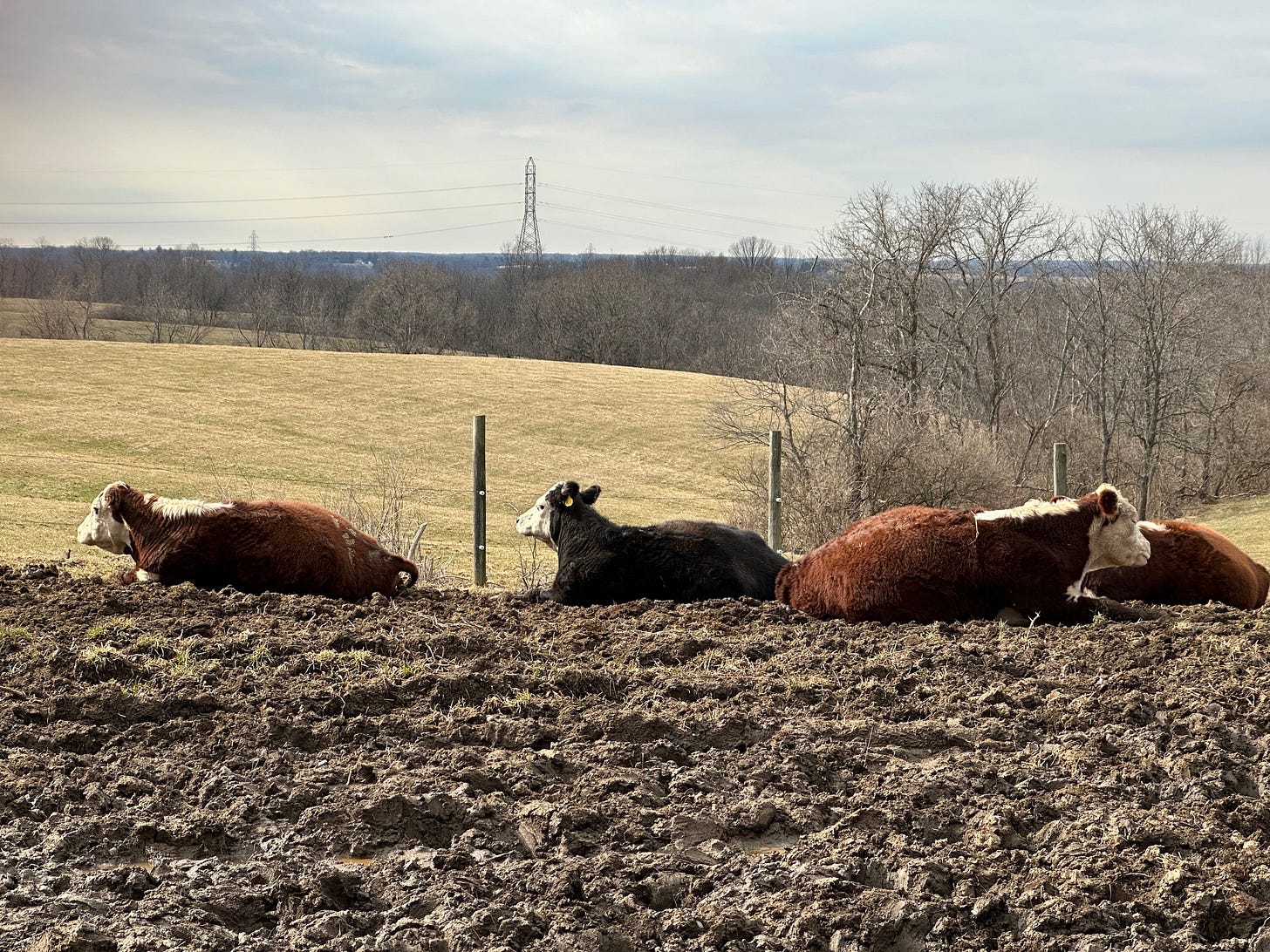 the bovine ladies