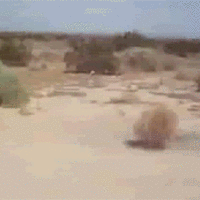 gif tumbleweed