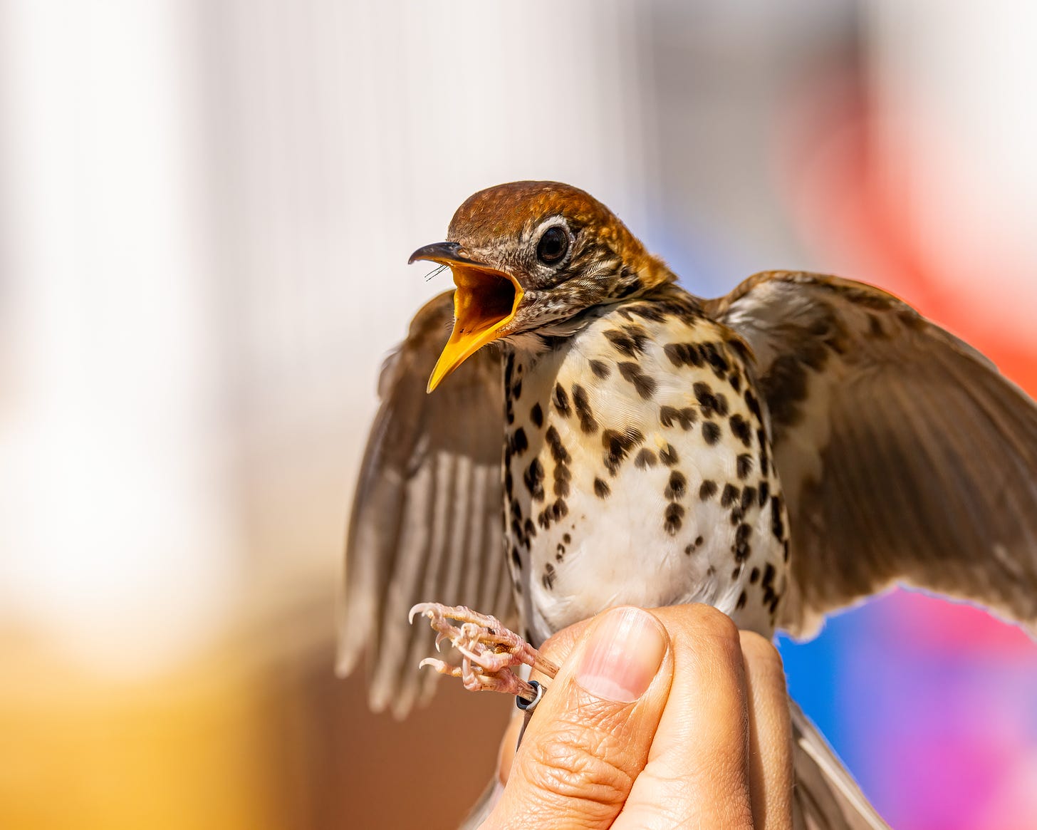 In this image a human hand is holding a wood thrush, which is flapping its wings and opening its beak. The bird is  agitated. The wood thrush is mostly brown with a rusty head and bright spots on its chest.
