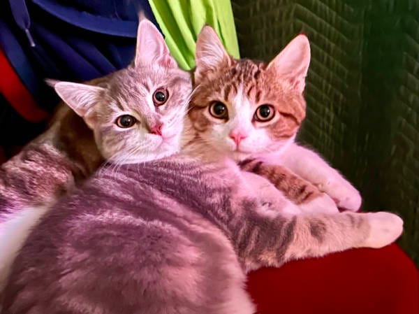 Two kittens with their faces squished together looking at the camera - they are both tabby and white kittens and they are on a red chair pad.