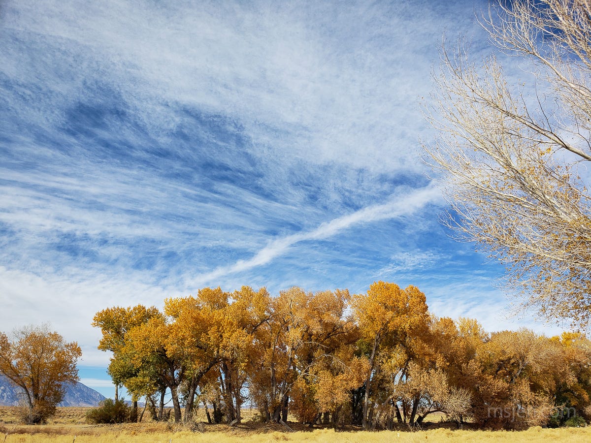 A photo of a line of tall yellow leaved trees with a blue and fan clouded sky in contrast to the autumnal colors. Photo by Jenifer Hanen.