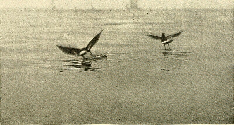 File:Among the water-fowl; observation, adventure, photography. A popular narrative account of the water-fowl as found in the northern and middle states and lower Canada, east of the Rocky mountains (1903) (14732506736).jpg