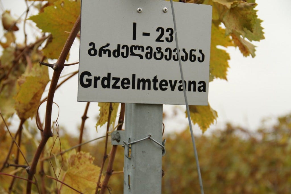 unpronounceable georgian variety, at Amphelographical collection of Georgian grapevine Germplasm (Near Tbilisi)