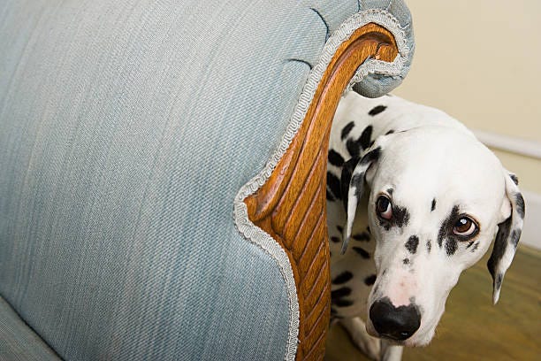 dalmation by a chair - fear stock pictures, royalty-free photos & images