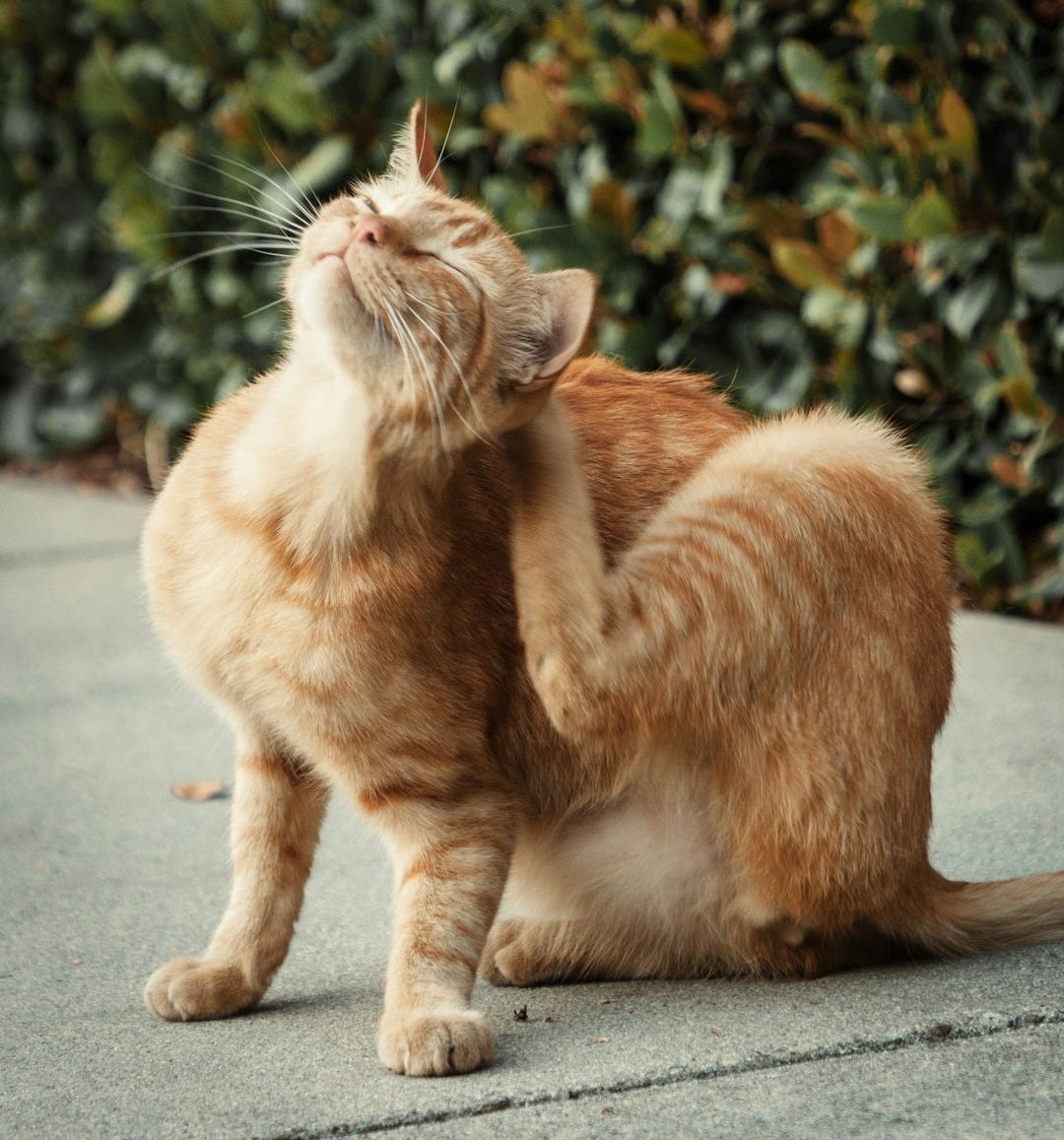 orange tabby cat on gray concrete floor