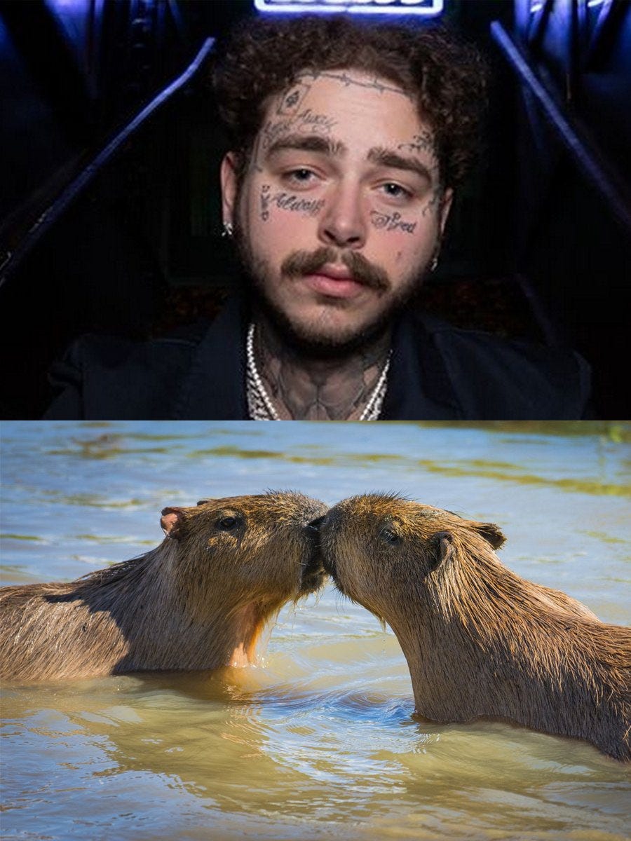 CAPYBARA MAN on X: "Post Malones moustache looks like 2 Capybaras kissing  https://t.co/Utkui9VJv8" / X