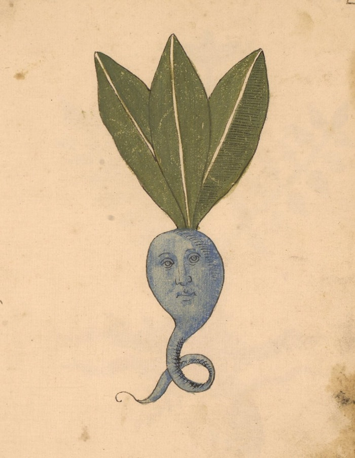 A quirky medieval illustration of a grey-blue radish with a face; its eyes looking up and toothe side. The root of the radish ends in a little curlique, a bit like the tail of a sea monster. Three large green leaves sprout from the top, like a comically large hat.