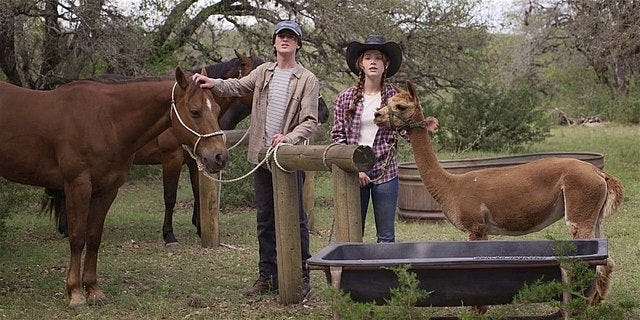 Walker Augie and Stella playing with horses and llama.