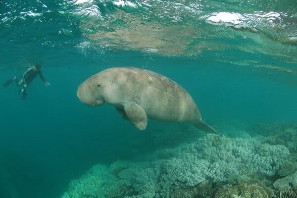 A dugong in the lagoons of New Caledonia, east of Australia. The species has become the first large vertebrate to go “functionally extinct” in China’s coastal waters.