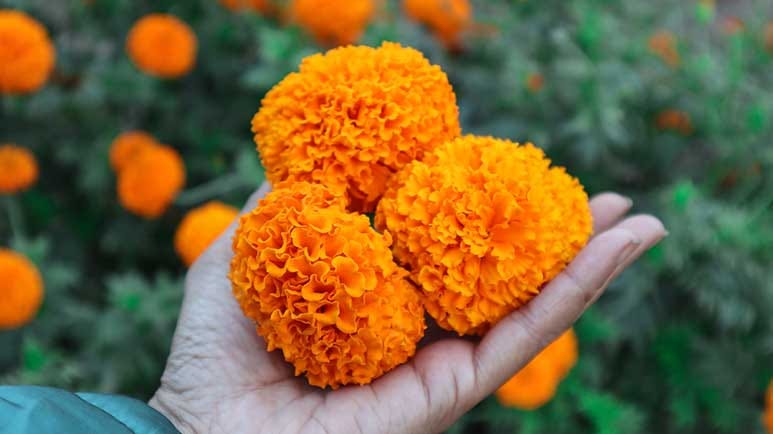 marigold flowers