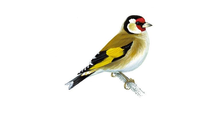 Goldfinch Bird Facts | Carduelis Carduelis - The RSPB