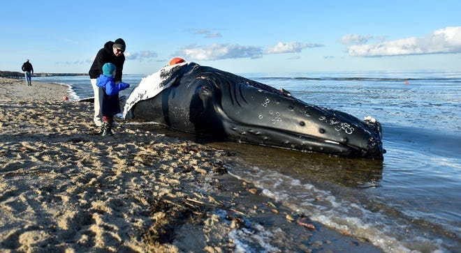 A dead humpback whale on the beach between Crosby Landing Beach and Linnell Landing Beach in Brewster on Dec. 15.