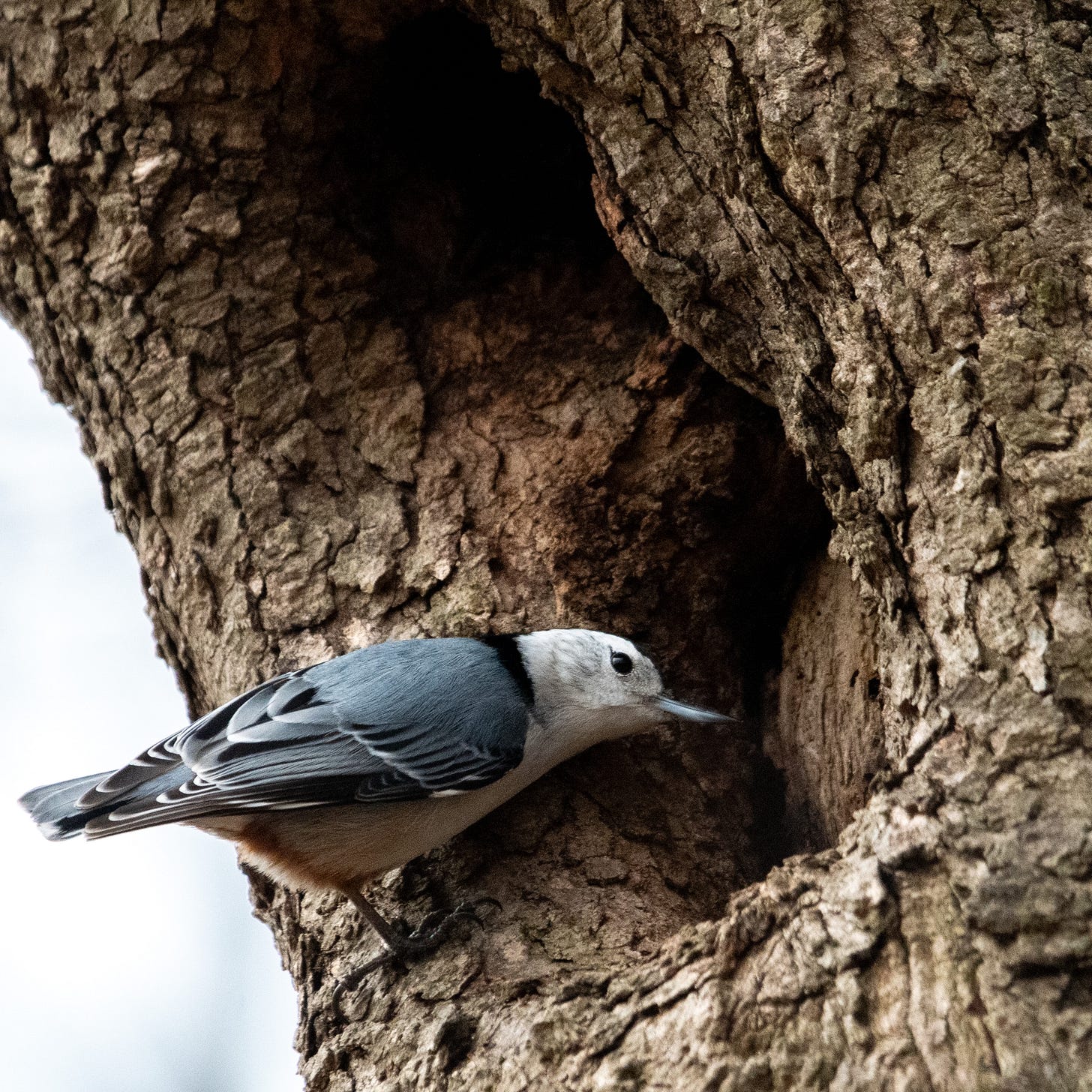 A small bird with a white face, a sharp and slightly decurved beak, and slate wings peers into the shadowy hollow of a tree.