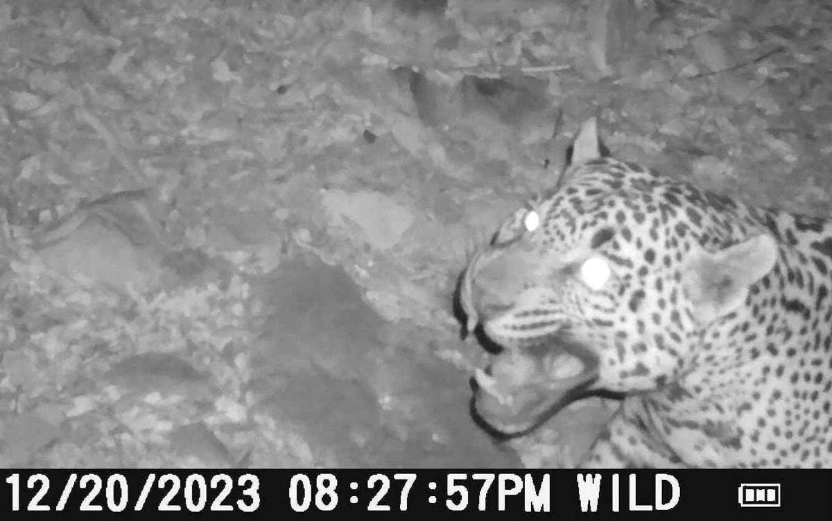 jaguar-video-p1