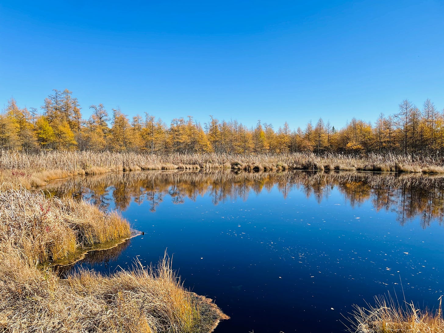 Yellow tamaracks reflecting into a glassy blue pond, with brown grasses in the foreground.