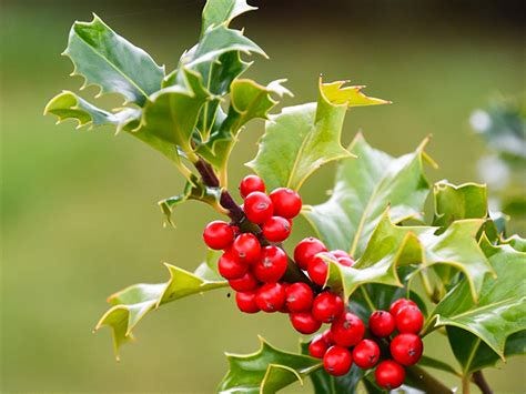 Holly Yarra Ranges Council