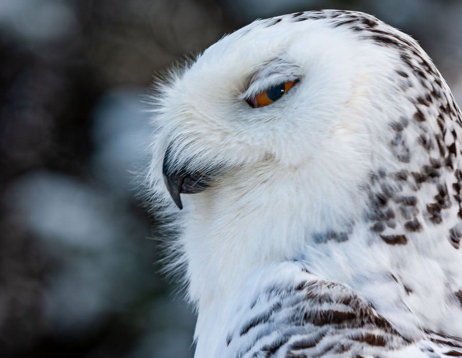 A close view of a snowy owl that is looking over its shoulder toward the camera, its eye half-closed.