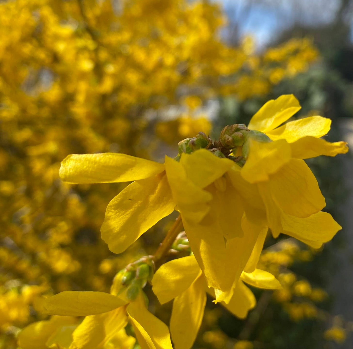 yellow forsythia flowers