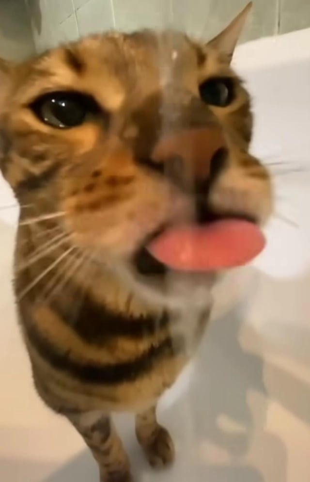 r/cats - a cat with its tongue out