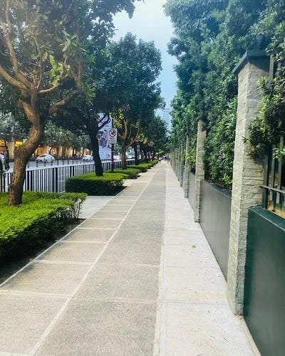 tree-lined sidewalk