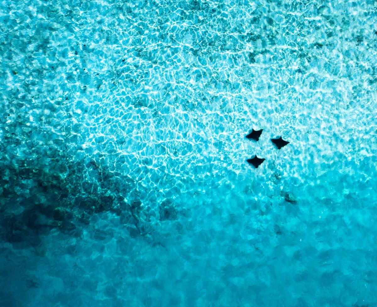 imagen aérea del mar en la que se todo azul y las siluetas de tres rayas