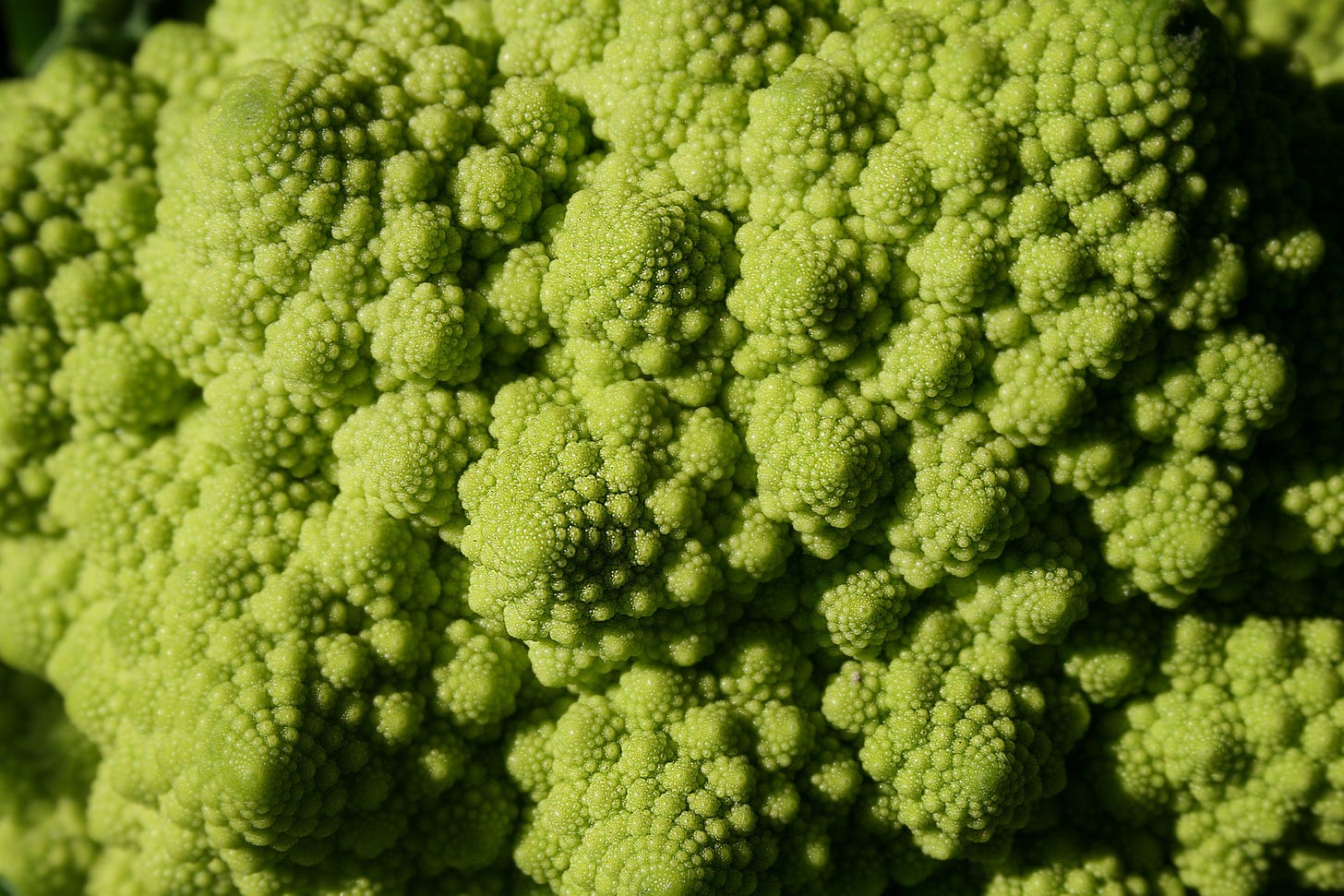 Close-up of broccoli tops showing fractals