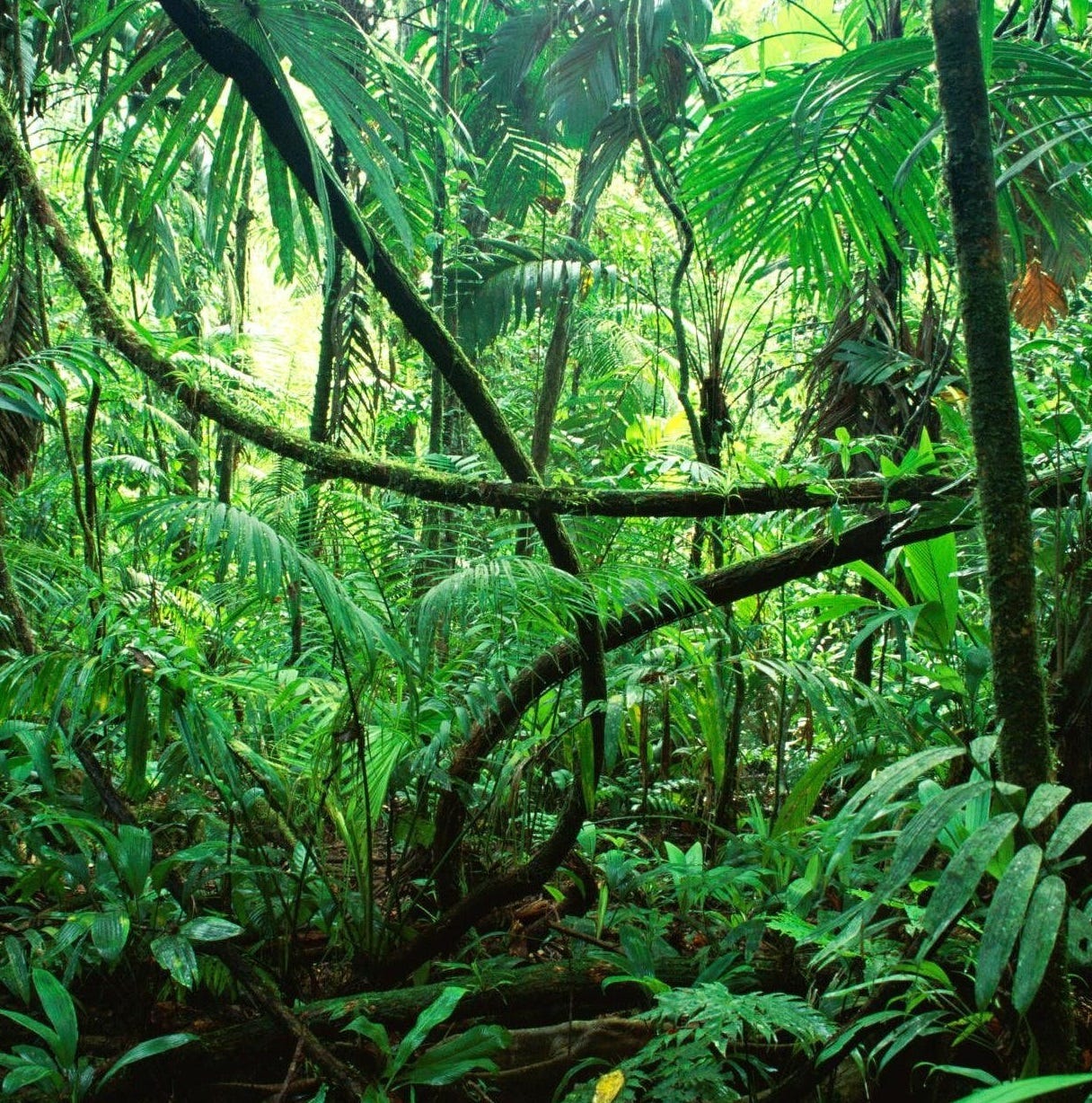 Rainforest - Wikipedia