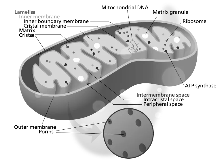 Mitochondria