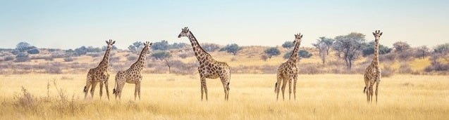 South Africa Safari Panoramic Royalty-Free Images, Stock Photos & Pictures  | Shutterstock