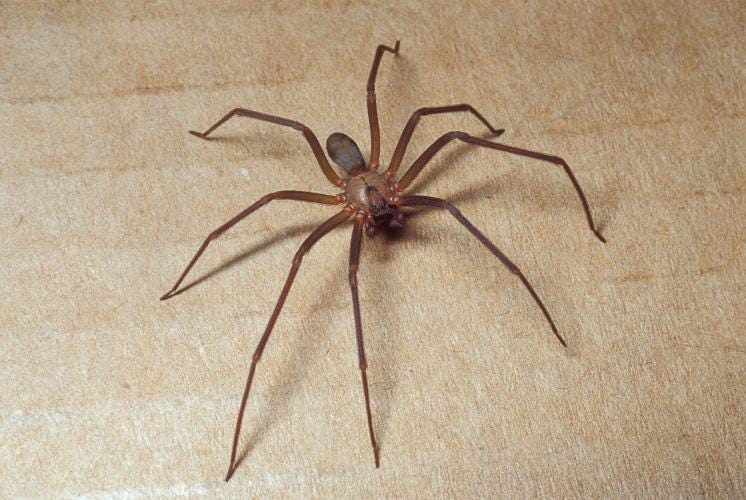 Brown Recluse (Violin Spider) | Missouri Department of Conservation