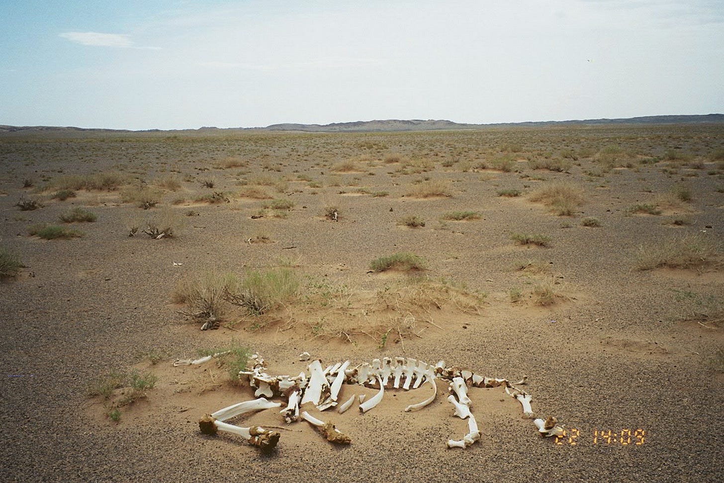 File:Dead horse mongolia.JPG - Wikimedia Commons File:Dead horse mongolia.JPG - Wikimedia Commons