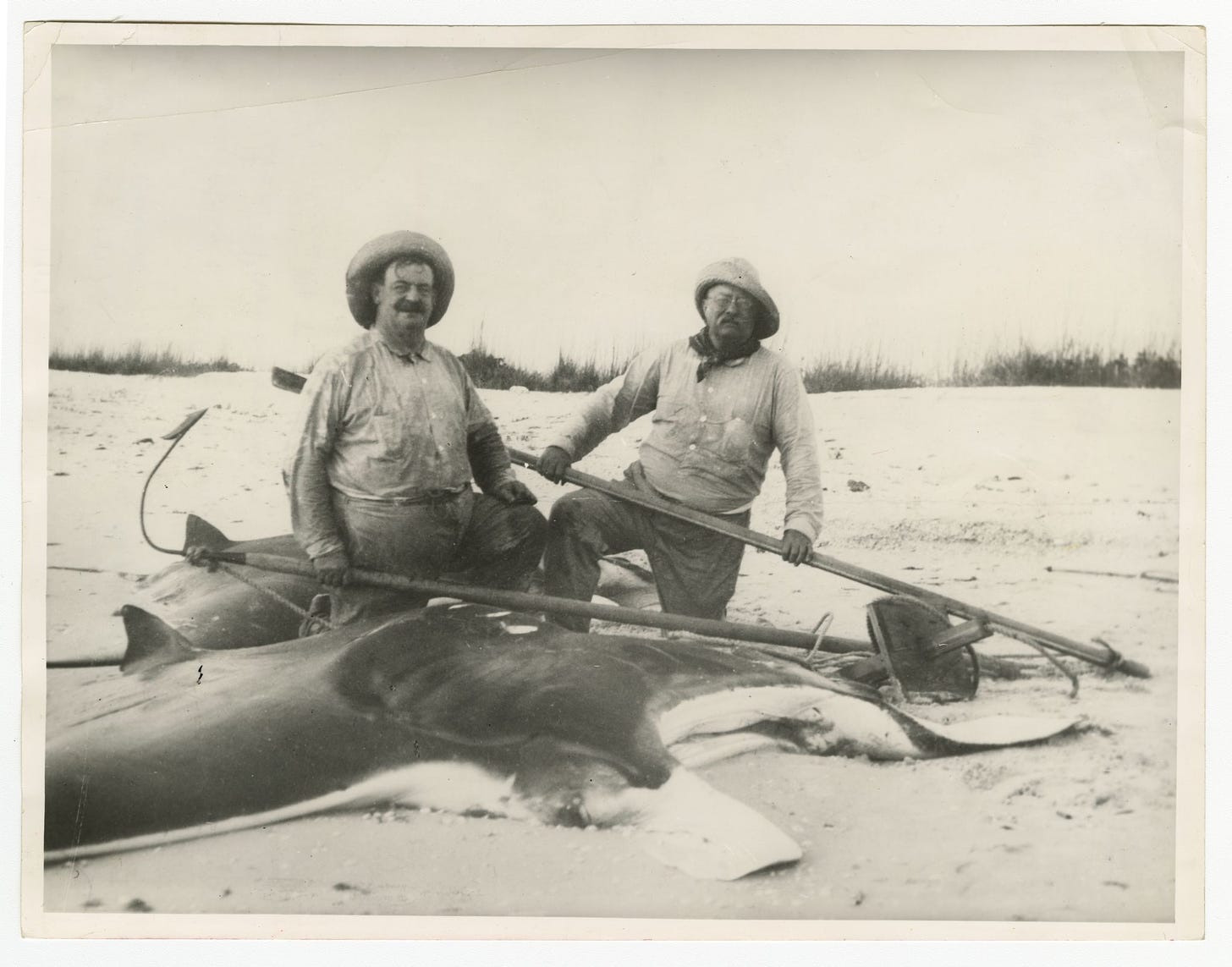 A picture of Russell J. Coles and Theodore Roosevelt with two harpooned giant manta rays on the beach