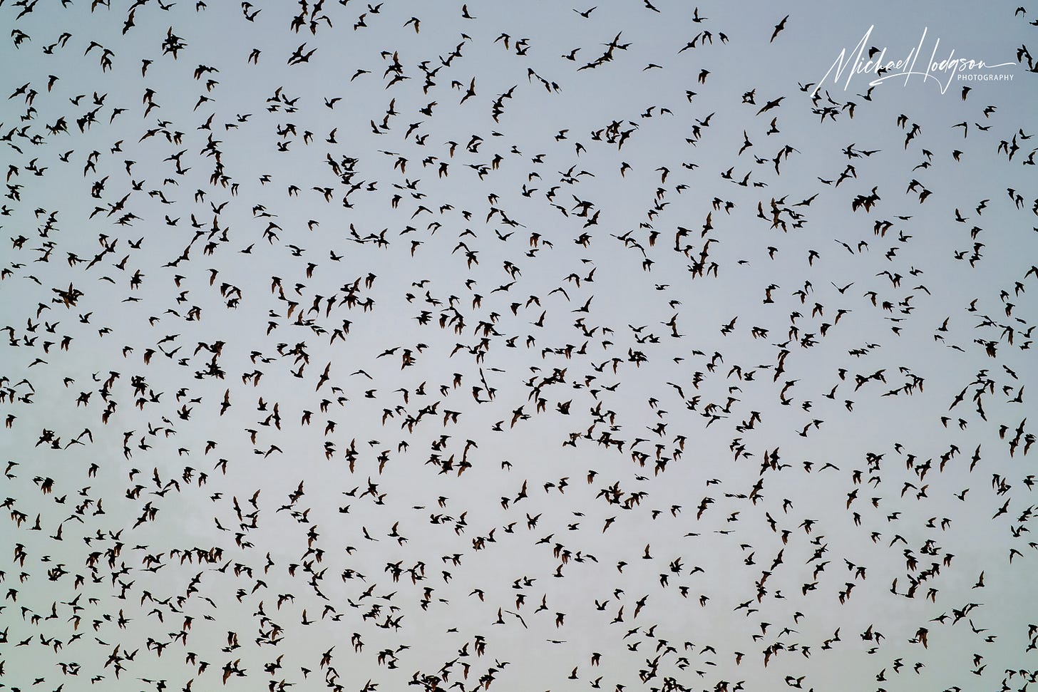 Thousands of Mexican free-tail bats flying through the sky in Yolo County, California. 