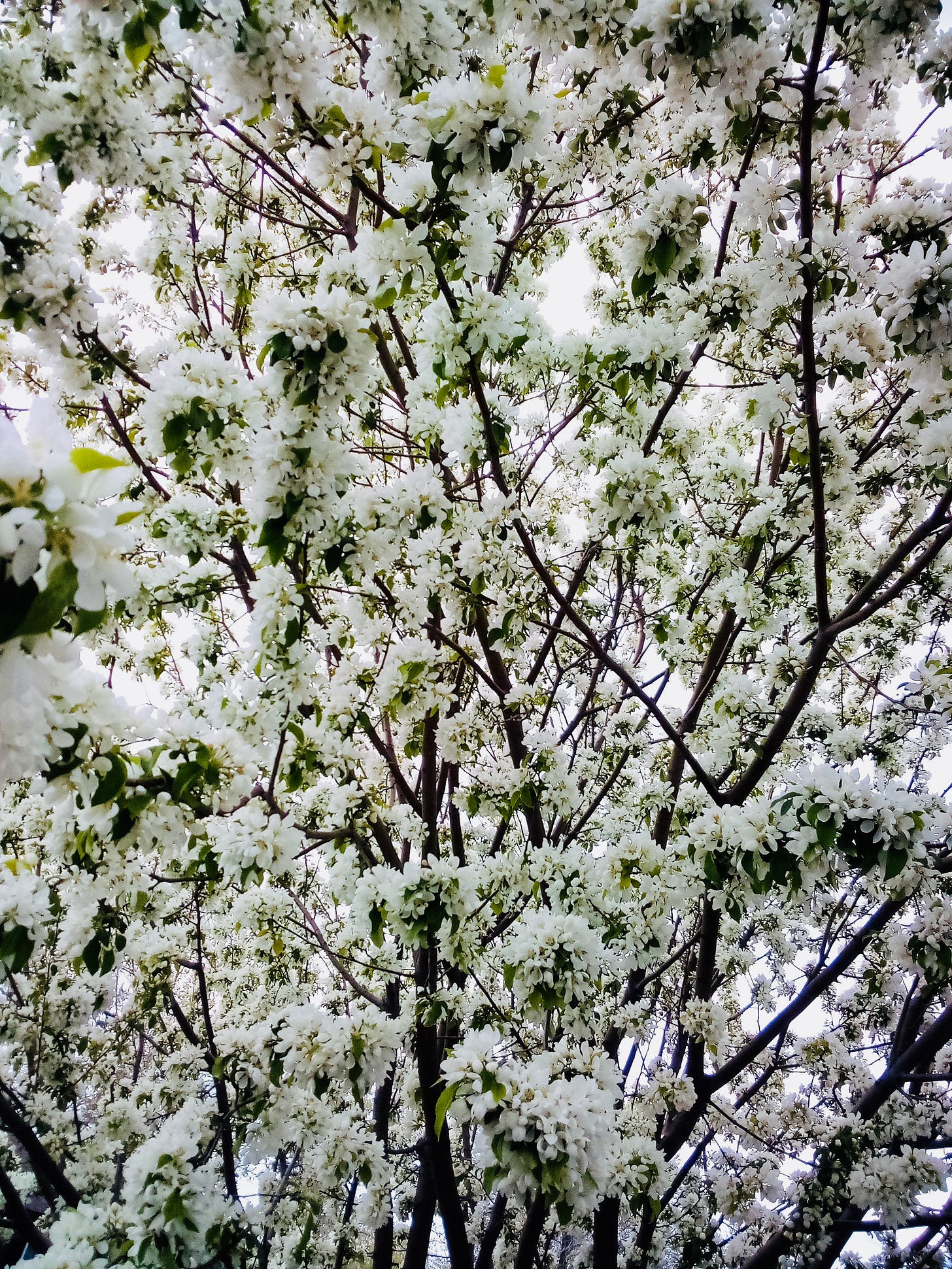 Tree covered in white blossoms