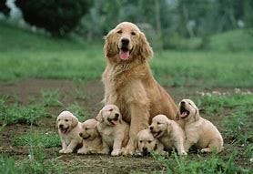 Image result for cute dog with puppies mother