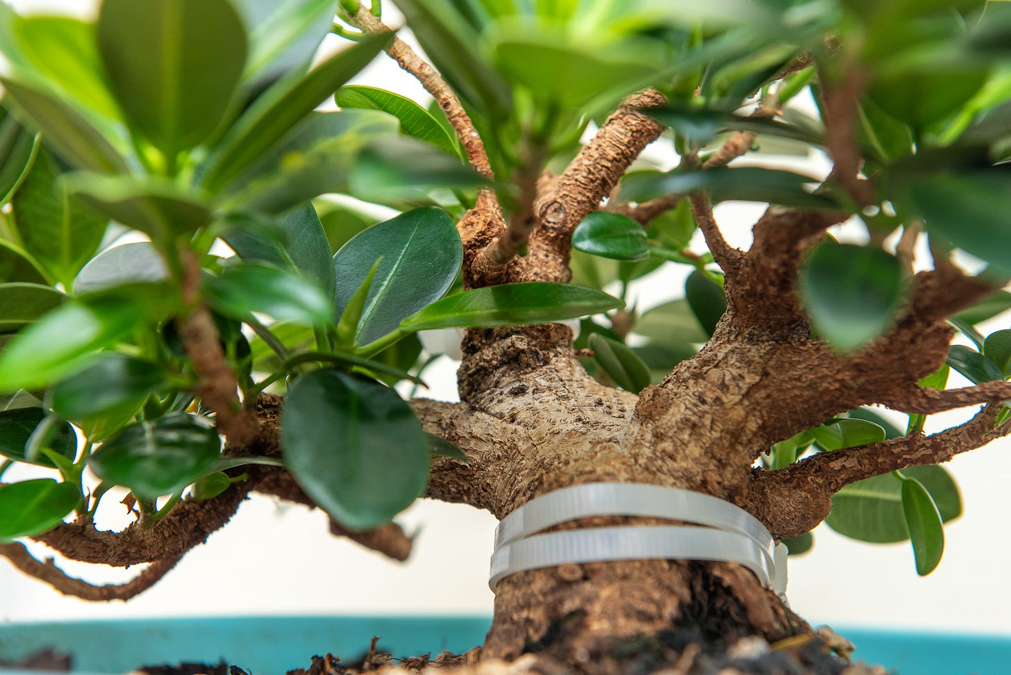ID: Close up view of ficus bonsai