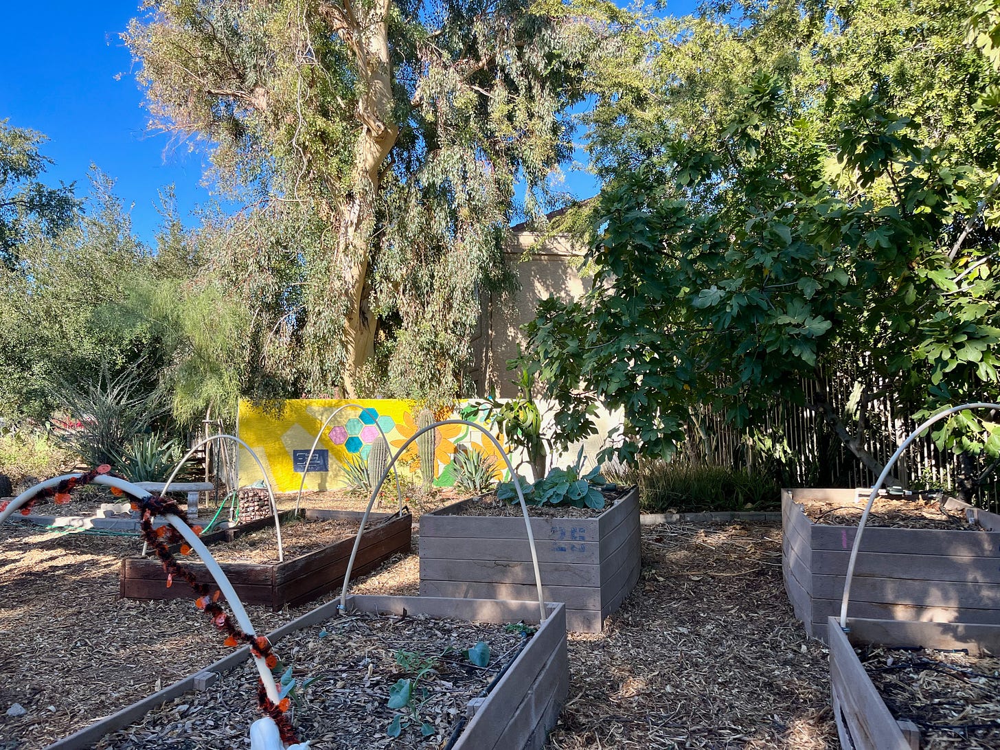 the garden beds, freshly weeded, at Escalante Community Garden in Tempe, AZ.