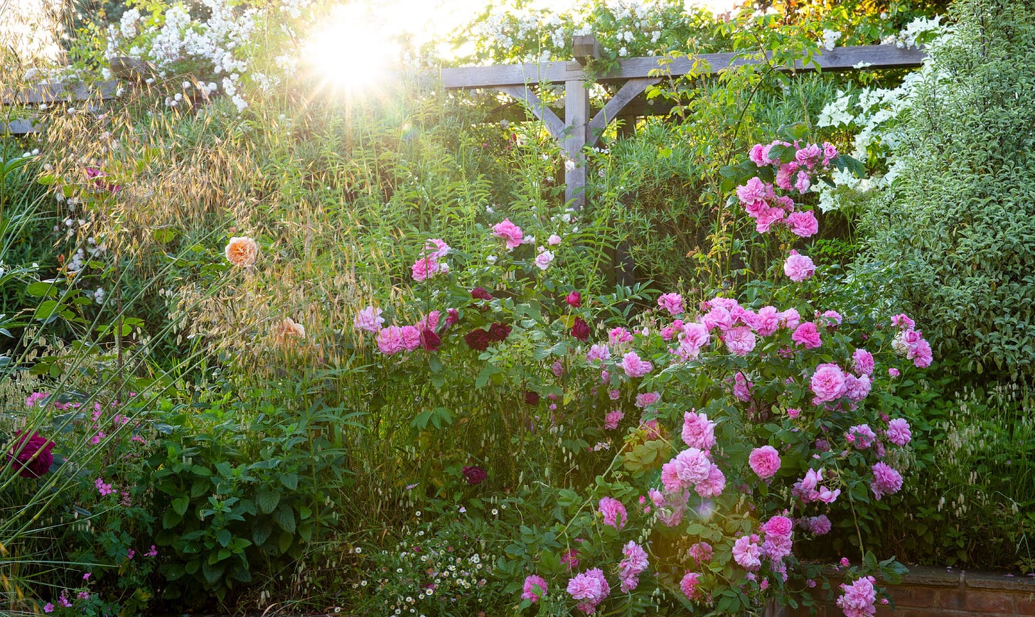 a cottage garden full of roses