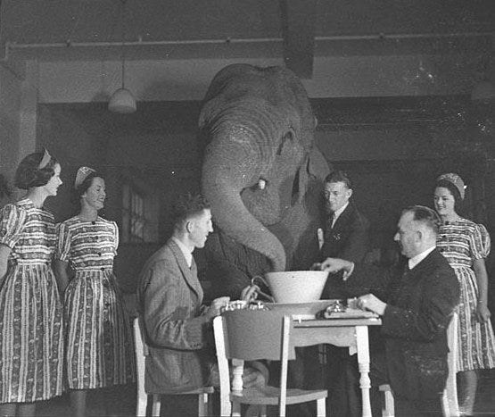 https://upload.wikimedia.org/wikipedia/commons/3/3c/Elephant%27s_tea_party%2C_Robur_Tea_Room%2C_Sydney%2C_24_March_1939_-_Sam_Hood_%283529604677%29.jpg