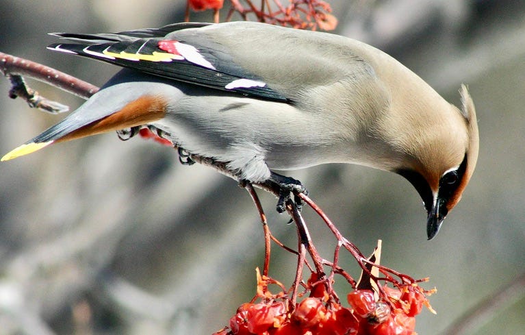 A photo of a waxwing on a berry bush