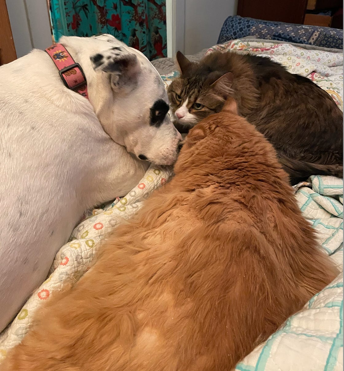 pit bull, huge orange floof, brown kitty, on bed in three way nuzzle