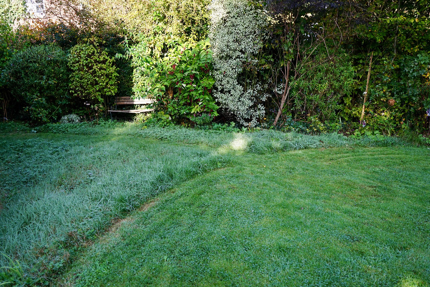 long grass and a green lawn