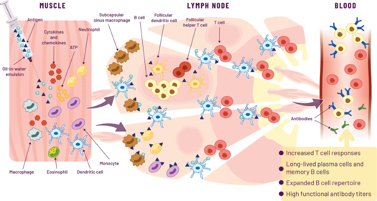 World in motion” – emulsion adjuvants rising to meet the pandemic  challenges | npj Vaccines