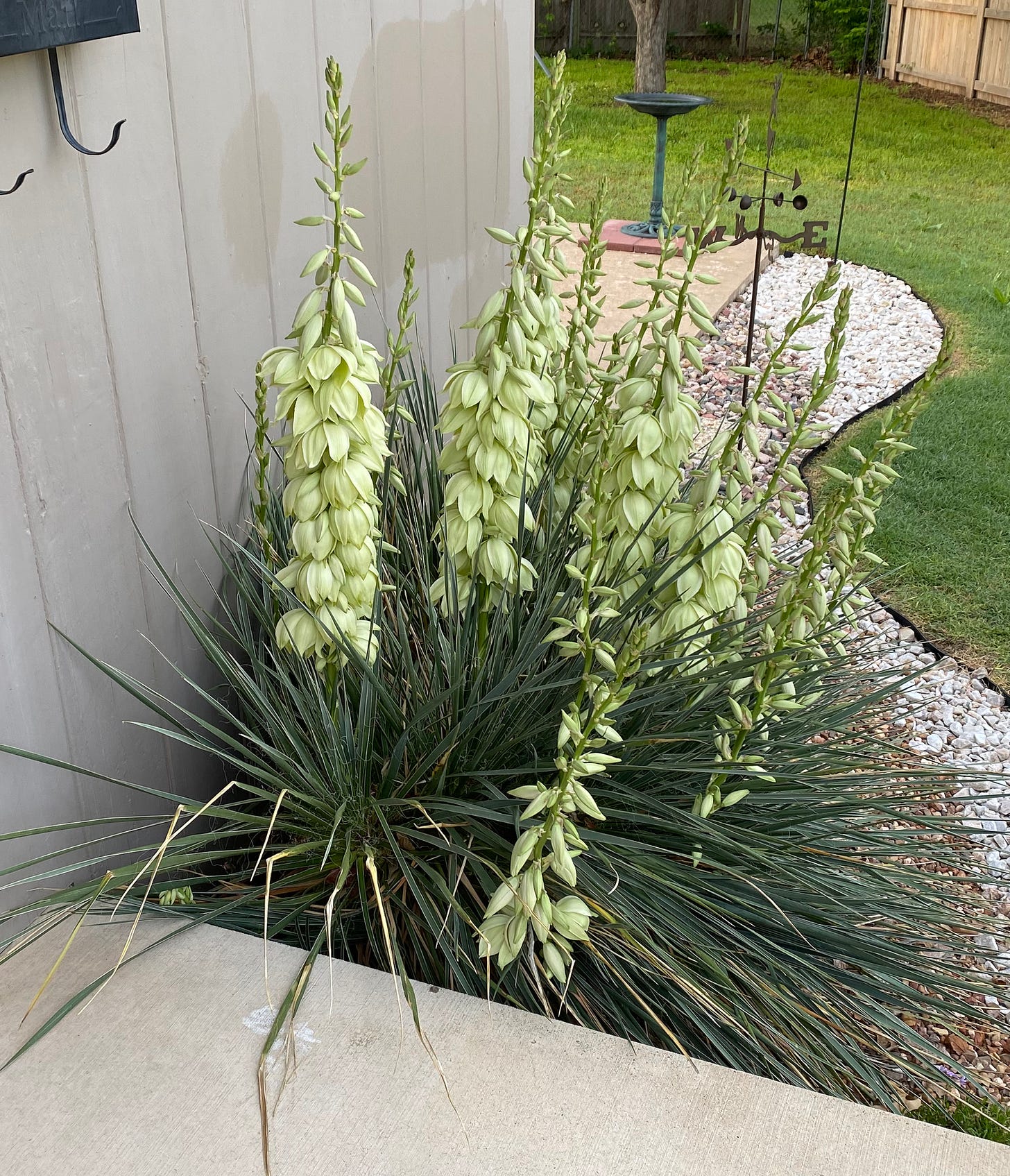yuccas in bloom