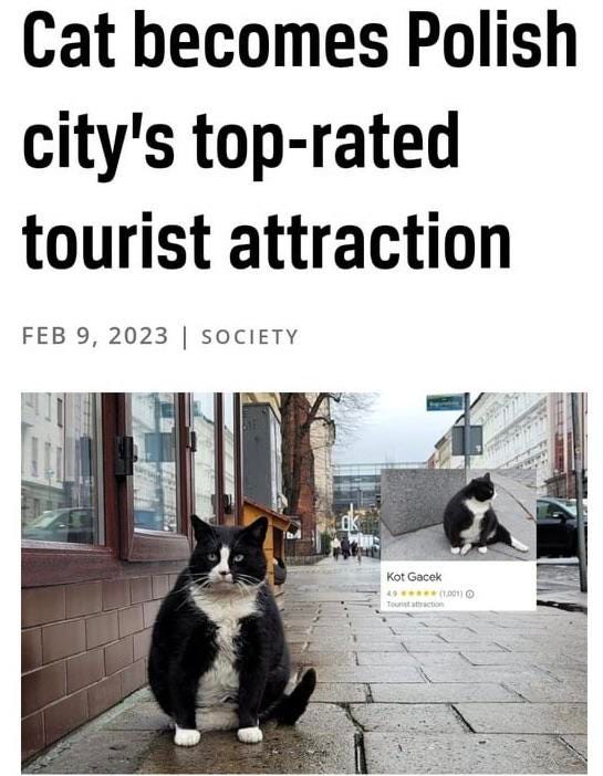 Article with headline "Cat becomes Polish city's top-rated attraction"