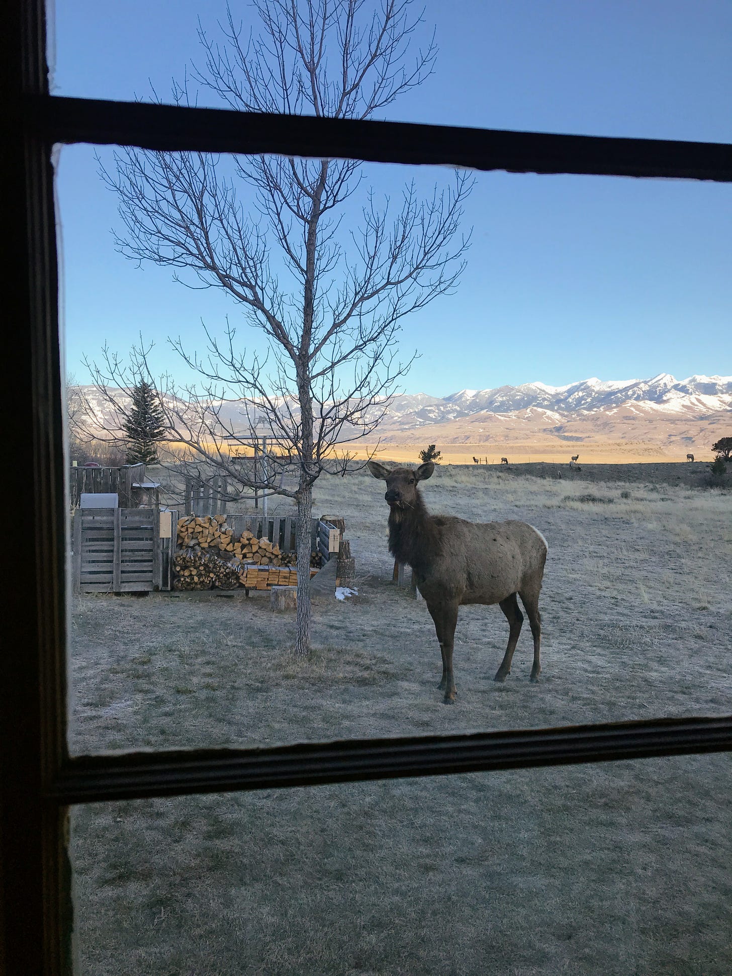 Cow elk through kitchen window, standing by a tree and the wood pile, Gallatin range in the background