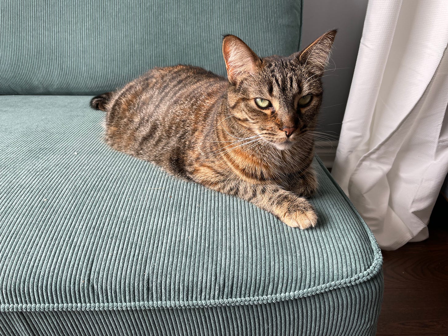 A beautiful but unimpressed-looking golden brown tabby cat sits on a blue-green corduroy sofa.